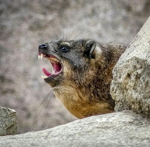 Даман - это одно из самых удивительных существ на планете, глядя на которое почти невозможно угадать его истинное происхождение. 09