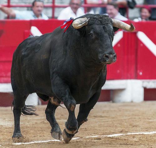 В южной Корее проводят собственные бои быков, только сражаются быки не с людьми, а с себе подобными.  