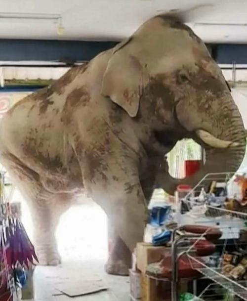 Слон в Таиланде зашёл в супермаркет, ничего не сломал и не уронил, аккуратно взял любимые конфеты и удалился. 02