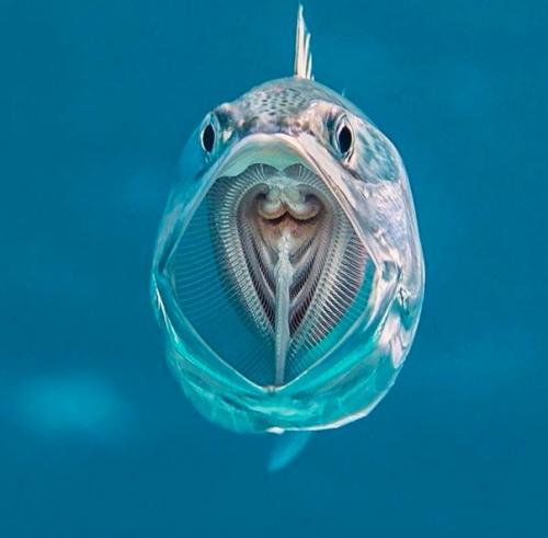 Роты разные нужны, роты разные важны! 06