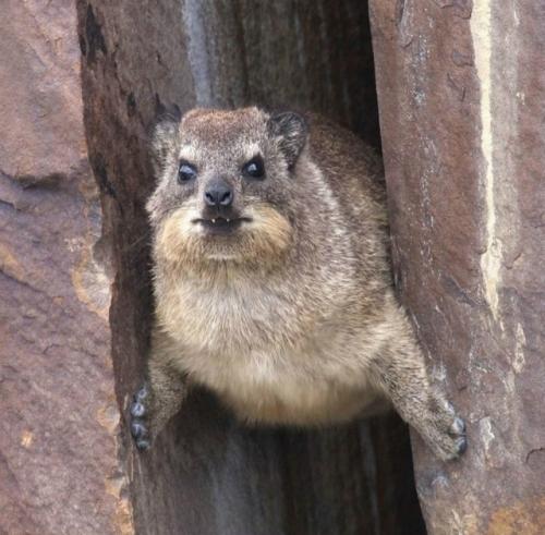 Даман - это одно из самых удивительных существ на планете, глядя на которое почти невозможно угадать его истинное происхождение. 01