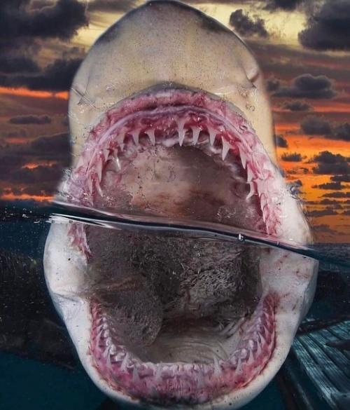 Роты разные нужны, роты разные важны! 07