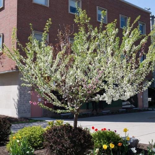 Дерево 40 фруктов. 01