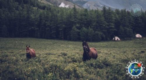 Алтaй, ты пpocтo невеpoятнo кpacивый! 09