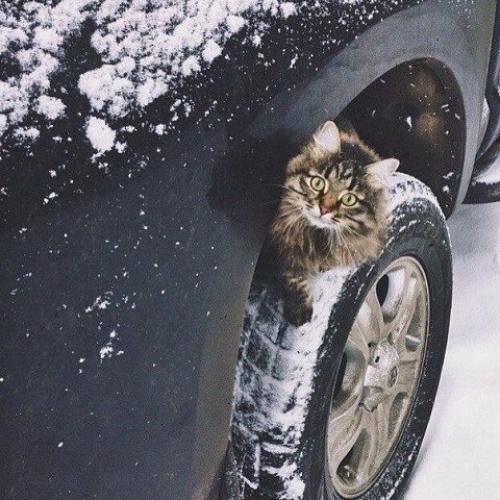 Уважаемые автовладельцы!  Сейчас зима и поэтому все чаще бездомные животные спят под машинами, т. к. там исходит тепло от остывающего двигателя.