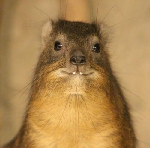 Даман - это одно из самых удивительных существ на планете, глядя на которое почти невозможно угадать его истинное происхождение.  