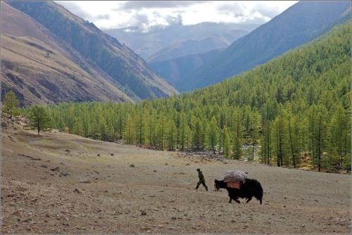 Монгун - тайга - горный массив в алтайских горах республики Тува. 03