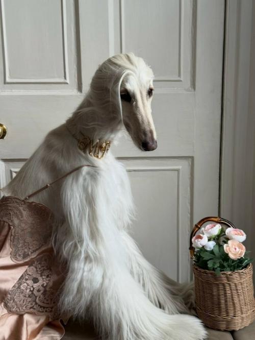 Собака с длинной шелковой шерстью и аристократичным взглядом пользователей покорила. 02
