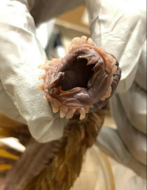 Это одно из самых ужасающих животных на земле: Eulagisca Gigantea. 01