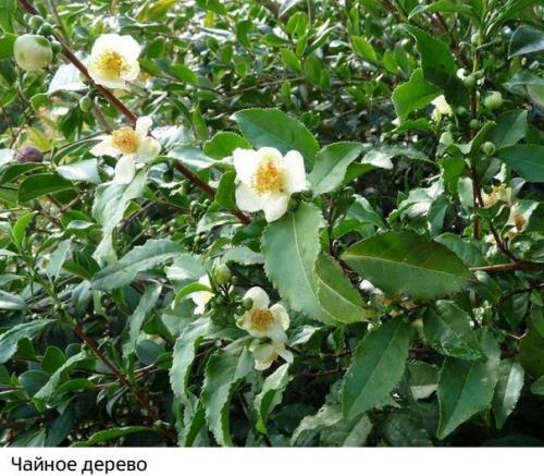 Как растут наши любимые продукты: 09