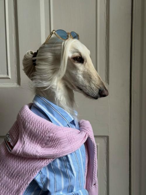 Собака с длинной шелковой шерстью и аристократичным взглядом пользователей покорила. 01