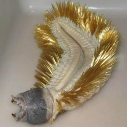 Это одно из самых ужасающих животных на земле: Eulagisca Gigantea.

