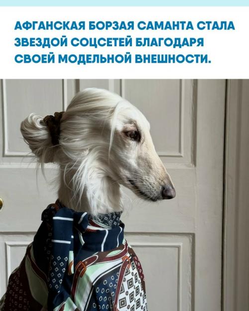 Собака с длинной шелковой шерстью и аристократичным взглядом пользователей покорила.