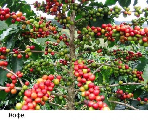 Как растут наши любимые продукты: 01