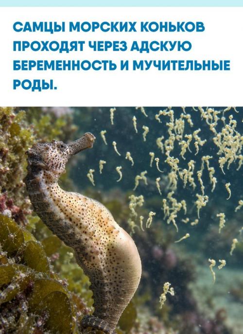 В подводном мире матриархат зашел слишком далеко, ведь самки лишь сбрасывают икру в брюшной карман партнера и навсегда уплывают.  
