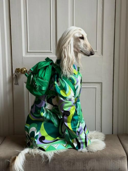 Собака с длинной шелковой шерстью и аристократичным взглядом пользователей покорила. 07