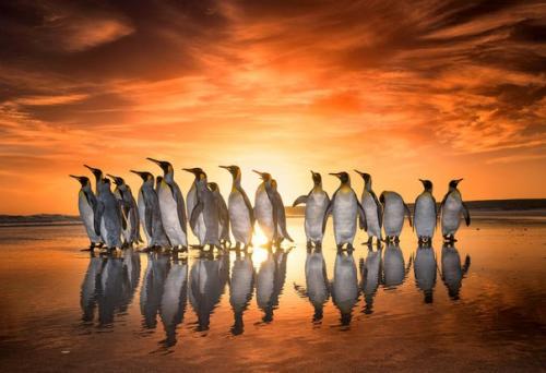 Королевские пингвины в объективе. 09