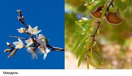 Как растут наши любимые продукты: 02