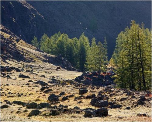 Монгун - тайга - горный массив в алтайских горах республики Тува.