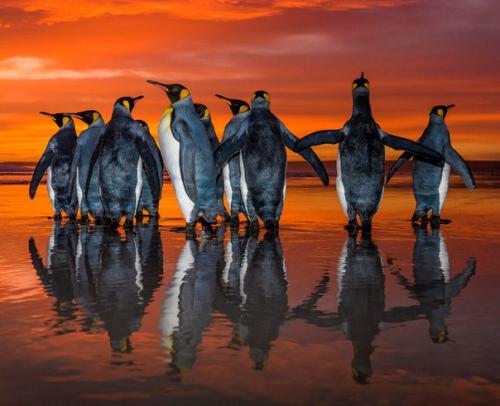 Королевские пингвины в объективе. 06