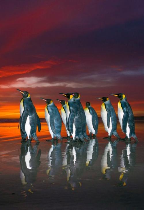 Королевские пингвины в объективе. 05