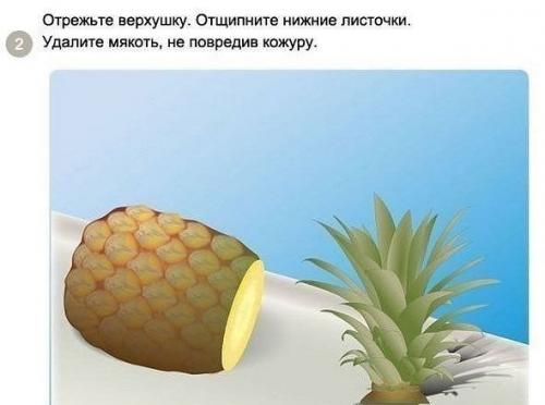 Как вырастить ананас в домашних условиях? 01