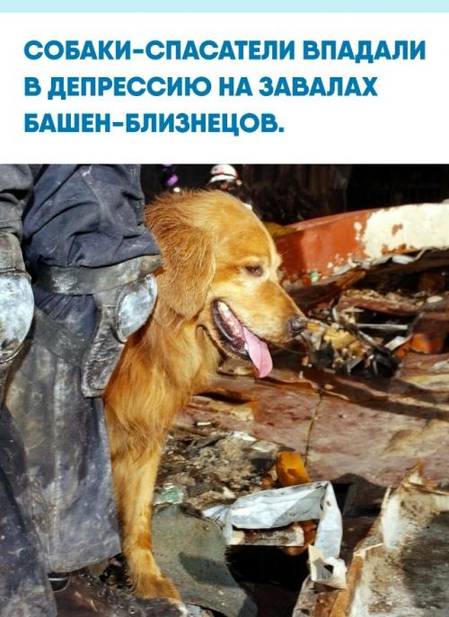 После чудовищной катастрофы в Нью-йорке три сотни служебных псов сутками искали людей среди ядовитого пепла и раскаленной арматуры.  