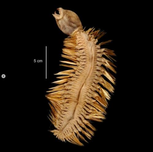 Это одно из самых ужасающих животных на земле: Eulagisca Gigantea. 02