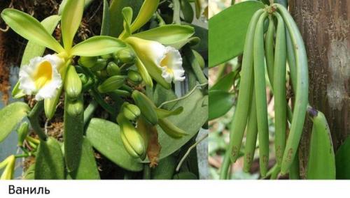 Как растут наши любимые продукты: 06