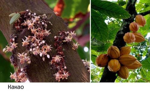 Как растут наши любимые продукты: 03