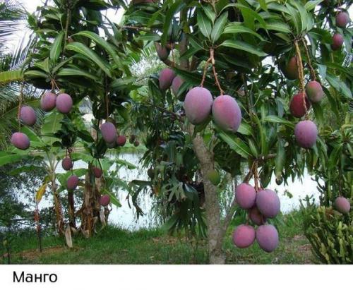 Как растут наши любимые продукты: 04