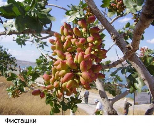 Как растут наши любимые продукты: