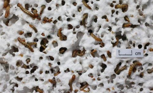 Мучные черви пенопласт в почву превращают. Мучные черви пенопласт в почву превращают.