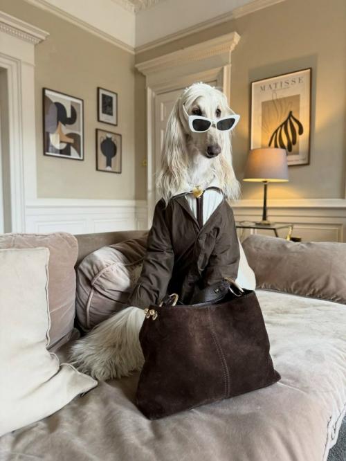 Собака с длинной шелковой шерстью и аристократичным взглядом пользователей покорила. 05