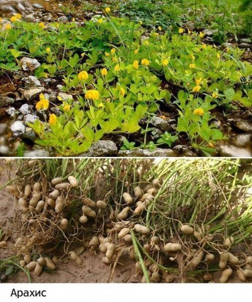 Как растут наши любимые продукты: 08