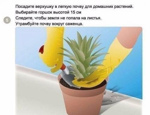 Как вырастить ананас в домашних условиях? 04