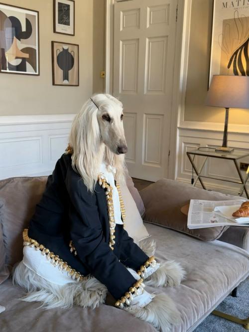 Собака с длинной шелковой шерстью и аристократичным взглядом пользователей покорила. 04