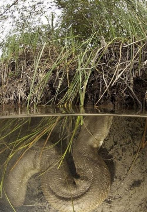 Анаконда.  Швейцарский дайвер Franco Banfi в бразильском регионе мато грассо был. 01