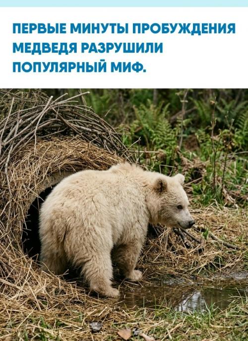 Вопреки всеобщему мнению, хищник после семимесячного сна не бросается сразу на поиски еды.  