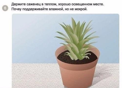 Как вырастить ананас в домашних условиях? 06
