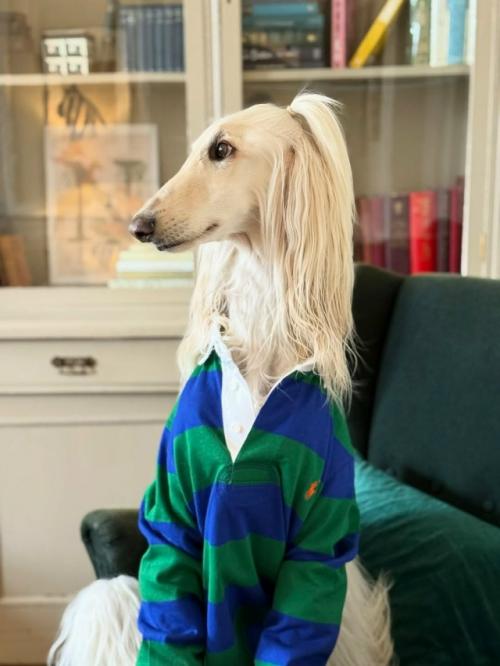 Собака с длинной шелковой шерстью и аристократичным взглядом пользователей покорила. 06