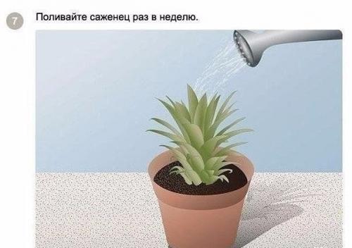 Как вырастить ананас в домашних условиях? 05