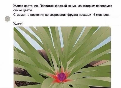 Как вырастить ананас в домашних условиях? 08