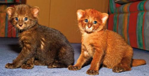 Ягуарунди - скрытные хищники центральной Америки, генетически являющиеся Маленькой Пумой размером с домашнюю кошку. 06