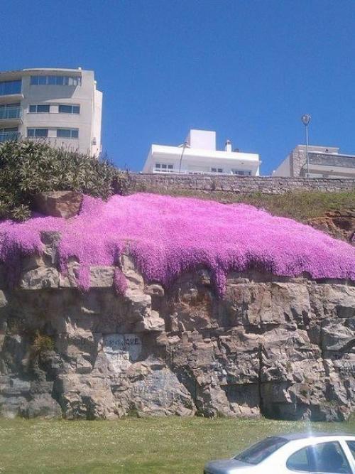В Аргентине цветет Manto de la Virgen.