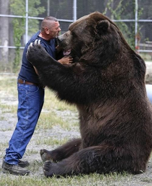 Кадьякский бурый медведь: биология, экология и механизмы островного гигантизма. 01 Кадьякский бурый медведь: биология, экология и механизмы островного гигантизма. 01