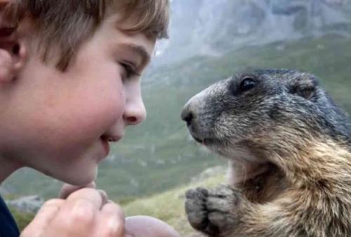 Восьмилетний Маттео вальч в 2008 году обнаружил альпийских сурков и начал наблюдать за ними. 06