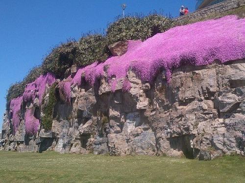 В Аргентине цветет Manto de la Virgen. 03