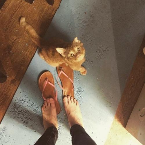 Самый Грустный кот преобразился всего через час после того, как ему нашли новый дом. 02