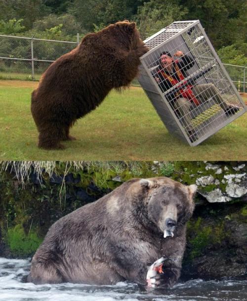 Кадьякский бурый медведь: биология, экология и механизмы островного гигантизма.

